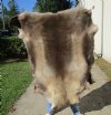 53 inches by 50 inches Finland Reindeer Hide, Skin, farm raised - You are buying this one for $155