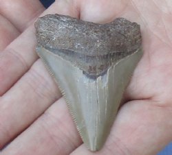 2-1/4 by 1-5/8 inches Megalodon Fossil Shark Tooth for Sale for $30