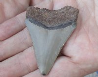 2-1/4 by 1-5/8 inches Megalodon Fossil Shark Tooth for Sale for $30