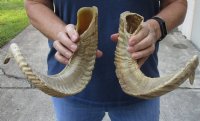 21 and 22 inch matching pair of ram sheep horns for sale. You are buying the pair of sheep horns pictured for $36/pair