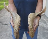 20 inch matching pair of ram sheep horns for sale. You are buying the pair of sheep horns pictured for $36/pair