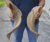 20 inch matching pair of ram sheep horns for sale. You are buying the pair of sheep horns pictured for $36/pair