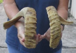 18 and 19 inch matching pair of ram sheep horns for sale for $29/pair