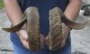 19 inch matching pair of ram sheep horns for sale. You are buying the pair of sheep horns pictured for $29/pair