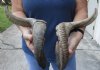 21 inch matching pair of ram sheep horns for sale. You are buying the pair of sheep horns pictured for $36/pair