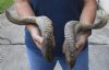 20 and 22 inch matching pair of ram sheep horns for sale. You are buying the pair of sheep horns pictured for $36/pair
