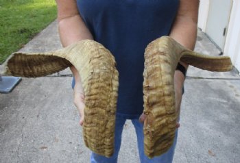 22 inch matching pair of ram sheep horns for sale for $36/pair