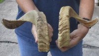 18 and 19 inch matching pair of ram sheep horns for sale. You are buying the pair of sheep horns pictured for $29/pair