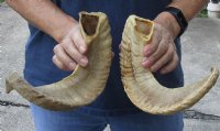 18 and 19 inch matching pair of ram sheep horns for sale. You are buying the pair of sheep horns pictured for $29/pair
