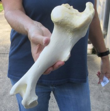 12 inch Water Buffalo tibia leg bone - $18