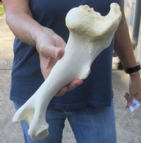 12 inch Water Buffalo tibia (Bubalus bubalis) leg bone - Review all photos - you are buying the buffalo leg bone pictured for $18