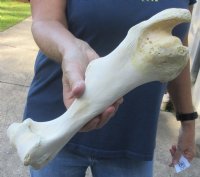 12 inch Water Buffalo tibia (Bubalus bubalis) leg bone - Review all photos - you are buying the buffalo leg bone pictured for $18