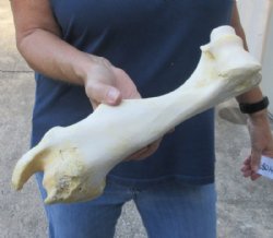 12-1/2 inch Water Buffalo humerus (Bubalus bubalis) leg bone for $18