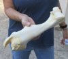 12-1/2 inch Water Buffalo tibia (Bubalus bubalis) leg bone - Review all photos - you are buying the buffalo leg bone pictured for $18