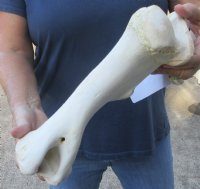 12-1/2 inch Water Buffalo humerus (Bubalus bubalis) leg bone - Review all photos - you are buying the buffalo leg bone pictured for $18