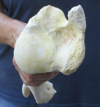 12-1/2 inch Water Buffalo humerus (Bubalus bubalis) leg bone for $18