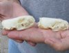 2 pc lot mink skulls for sale measuring 2-5/8 inches long and 1-5/8 inches wide (with jaws glued shut) - you are buying the two skulls pictured for $32/lot