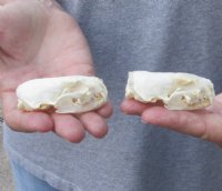 2 pc lot mink skulls for sale measuring 2-1/2 inches long , 1-3/8 inches wide and 2-5/8 inches long, 1-3/8 inches wide (with jaws glued shut) - you are buying the two skulls pictured for $32/lot