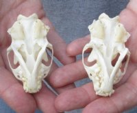 2 pc lot mink skulls for sale measuring 2-1/2 inches long , 1-3/8 inches wide and 2-5/8 inches long, 1-3/8 inches wide (with jaws glued shut) - you are buying the two skulls pictured for $32/lot