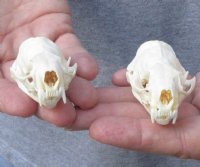 2 pc lot mink skulls for sale measuring 2-1/2 inches long , 1-1/4 inches wide and 2-5/8 inches long, 1-5/8 inches wide (with jaws glued shut) - you are buying the two skulls pictured for $32/lot