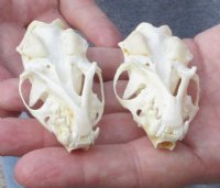 2 pc lot mink skulls for sale measuring 2-1/2 inches long , 1-1/4 inches wide and 2-5/8 inches long, 1-5/8 inches wide (with jaws glued shut) - you are buying the two skulls pictured for $32/lot