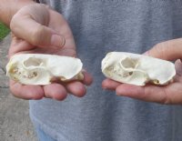 2 pc lot mink skulls for sale measuring 2-7/8 inches long and 1-5/8 inches wide for $32/lot