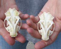 2 pc lot mink skulls for sale measuring 2-5/8 inches long , 1-1/2 inches wide and 2-7/8 inches long, 1-1/2 inches wide for $32/lot