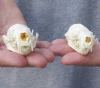 2 pc lot mink skulls for sale measuring 2-5/8 inches long , 1-1/2 inches wide and 2-7/8 inches long, 1-1/2 inches wide for $32/lot