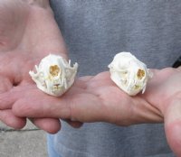 2 pc lot mink skulls for sale measuring 2-1/2 inches long , 1-3/8 inches wide and 2-7/8 inches long, 1-1/2 inches wide for $32/lot