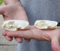 2 pc lot mink skulls for sale measuring 2-1/2 inches long , 1-3/8 inches wide and 2-7/8 inches long, 1-1/2 inches wide for $32/lot