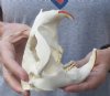 Grade A North American Beaver Skull (castor) 5-1/2 inches long - You are buying the small animal skull pictured for $34