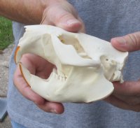 Grade A North American Beaver Skull (castor) 5 inches long for $34