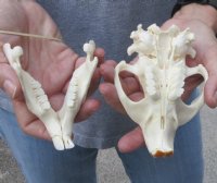 Grade A North American Beaver Skull (castor) 5 inches long for $34