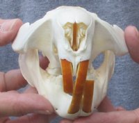 Grade A North American Beaver Skull (castor) 4-7/8 inches long - You are buying the small animal skull pictured for $34