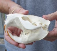 Grade A North American Beaver Skull (castor) 4-7/8 inches long - You are buying the small animal skull pictured for $34