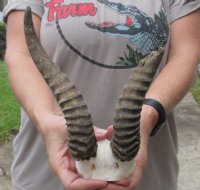 #2 Grade 7 and 9 inch Male Springbok Horns on Springbok Skull Plate - You are buying the horns and skull plate shown for $15.