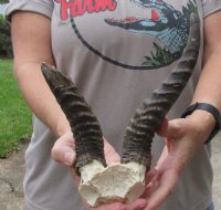 #2 Grade 7 and 9 inch Male Springbok Horns on Springbok Skull Plate - You are buying the horns and skull plate shown for $15.