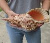 Pacific Triton seashell 12-1/4 inches long Polished - (You are buying the shell pictured) for $70