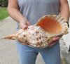 Pacific Triton seashell 12-3/4 inches long Polished - (You are buying the shell pictured) for $70