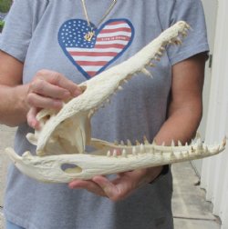 <font color=red>REDUCED PRICE - SALE!</font> 14 inches Authentic Nile Crocodile Skull for Sale for $179.00 (CITIES #263852)