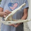 14 inches Authentic Nile Crocodile Skull for Sale - You are buying this one for $300.00 (CITIES #263852) (signature required)