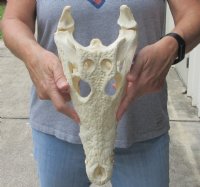 <font color=red>REDUCED PRICE - SALE!</font> 14 inches Authentic Nile Crocodile Skull for Sale for $255.00 (CITIES #263852)