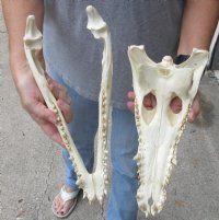 <font color=red>REDUCED PRICE - SALE!</font> 14 inches Authentic Nile Crocodile Skull for Sale for $255.00 (CITIES #263852)