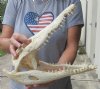 13-3/4 inches Authentic Nile Crocodile Skull for Sale - You are buying this one for $265.00 (CITIES #263852)