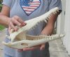 14 inches Authentic Nile Crocodile Skull for Sale - You are buying this one for $300.00 (CITIES #263852) (signature required)