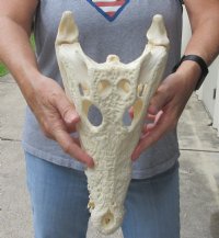 <font color=red>REDUCED PRICE - SALE!</font> 14 inches Authentic Nile Crocodile Skull for Sale for $255.00 (CITIES #263852) 