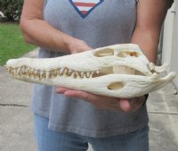 <font color=red>REDUCED PRICE - SALE!</font> 14 inches Authentic Nile Crocodile Skull for Sale for $255.00 (CITIES #263852) 