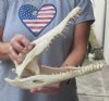 12-1/2 inches Authentic Nile Crocodile Skull for Sale - You are buying this one for $215.00 (CITIES #263852)