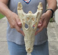 <font color=red>REDUCED PRICE - SALE!</font> 12-1/2 inches Authentic Nile Crocodile Skull for Sale for $155.00 (CITIES #263852)