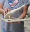11-3/4 inches Authentic Nile Crocodile Skull for Sale - You are buying this one for $195..00 (CITIES #263852)